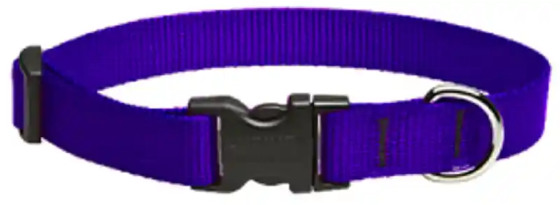 Lupine Purple 3/4" Collar 13-22"