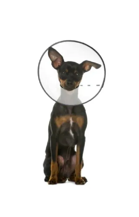 Remedy + Recovery E Collar Smal