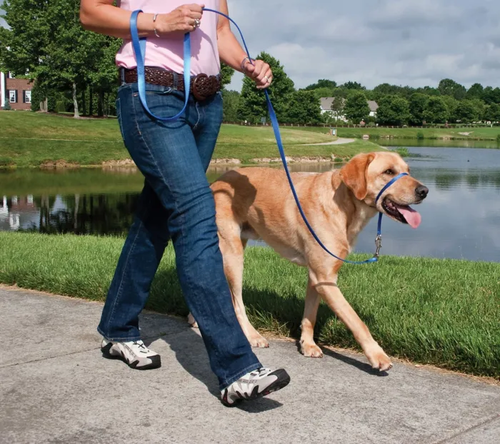 Gentle Leader Headcollar Blue Lg