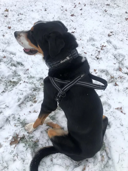 Alcott Norwegian Harness black large lifestyle view
